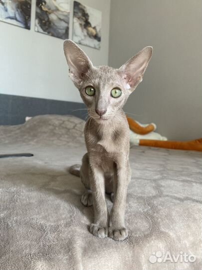 Ориентальный котёнок