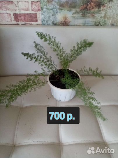 Цветы, молочай финиковая пальма аспарагус