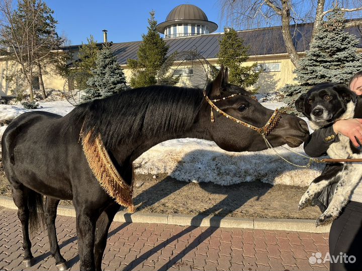 Вороная арабская кобыла импортное происхождение