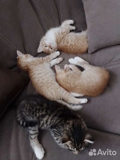 Кошка в дар бесплатно