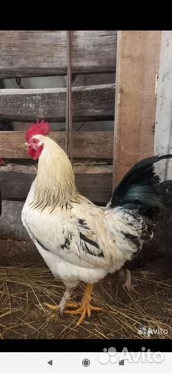 Молодые петухи