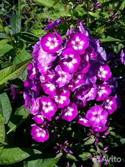 Флоксы, монарда, каллистегия