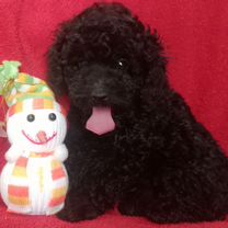 Той-пудель, щенок