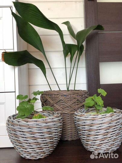 Кашпо для растений