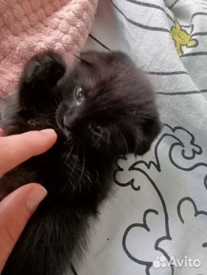 Кошка в дар