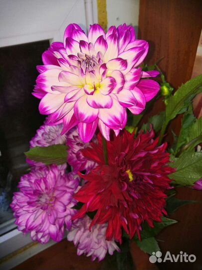 Георгины клубни