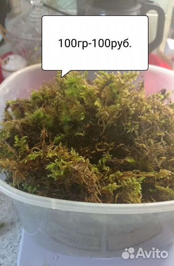 Мох. Лишайник, кальцесмесь для ахатин