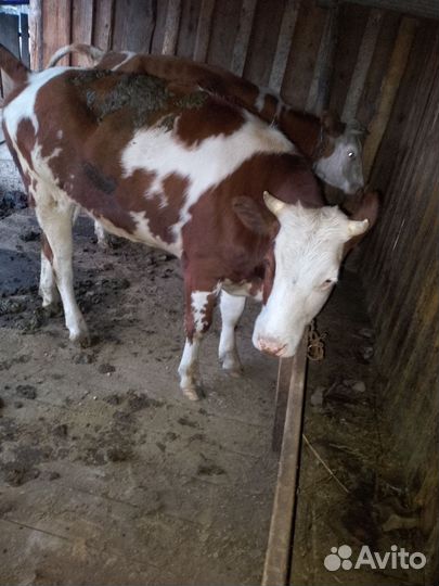 Корова стельная