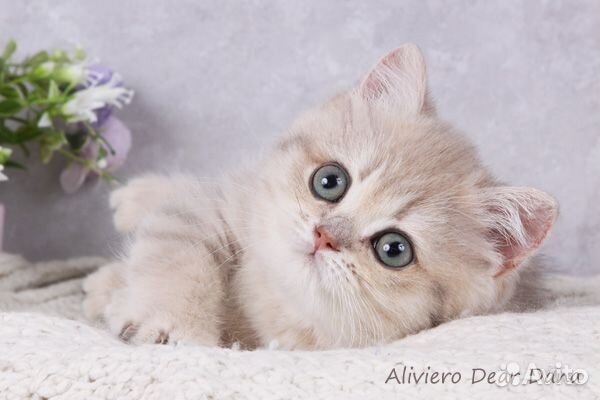 Британская девочка Дана. Голубая золотая шиншилла