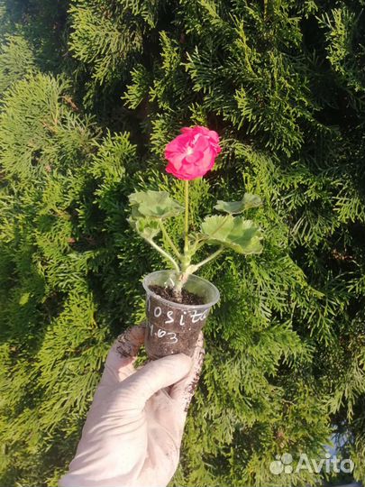 Герань пеларгония