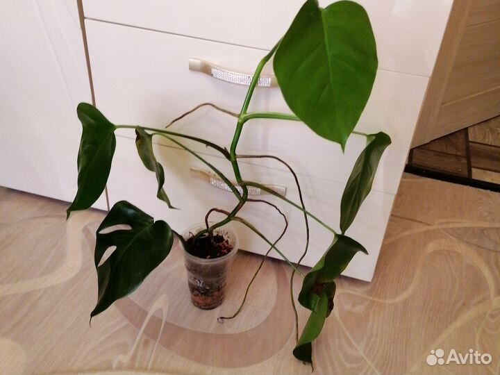 Монстера вариегатная