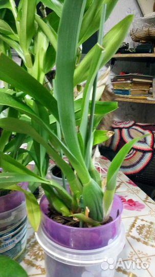 Орхидеи продажа