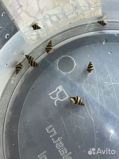 Улитки хилены аквариумные рыбки и растения