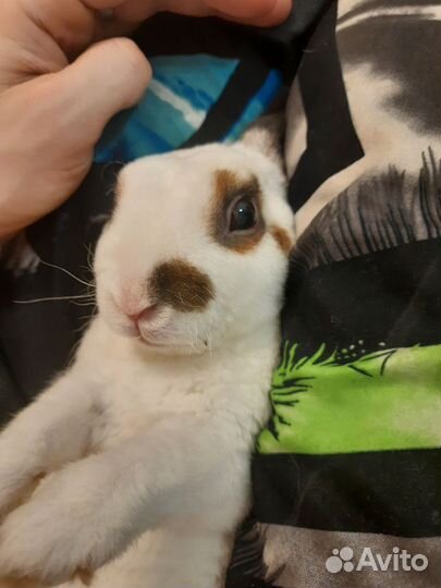 Декоративные кролики