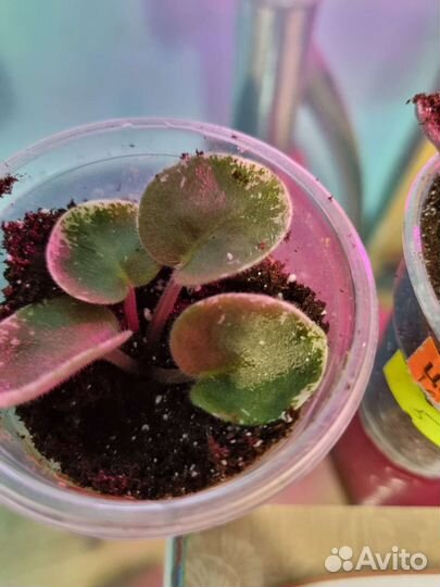 Фиалка детки сортовые