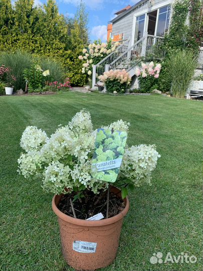 Гортензия новинки Panatella 10l