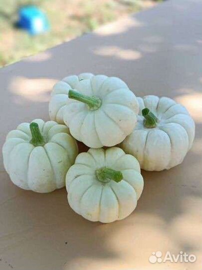 Тыква декоративная