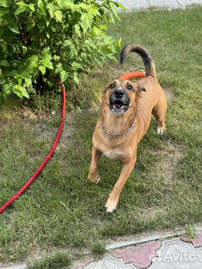 Ник ищет дом