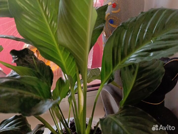 Спатифиллум