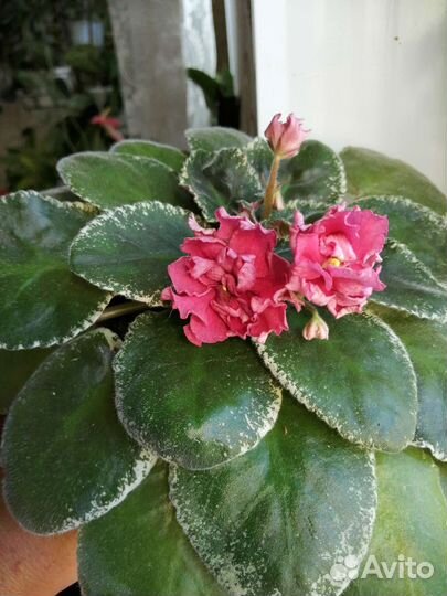 Фиалки в горшках