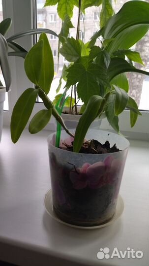 Комнатные цветы