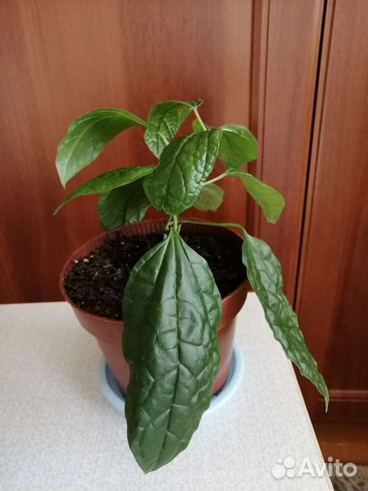 Клеродендрум