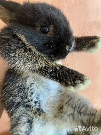 Крольчата карликовые вислоухие