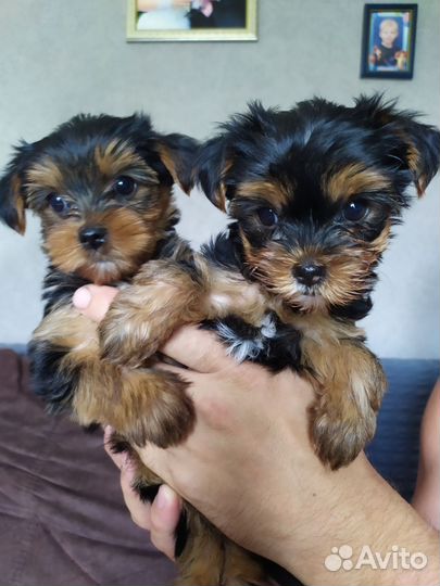 Йоркширский терьер щенки