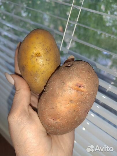 Продам картофель