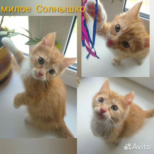 Котята в добрые руки