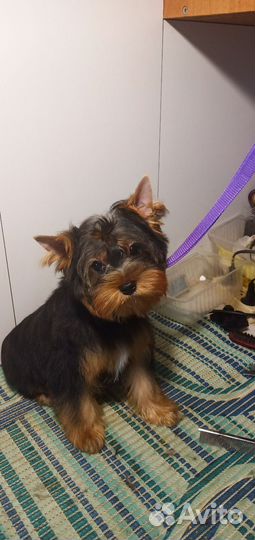 Йоркширский терьер