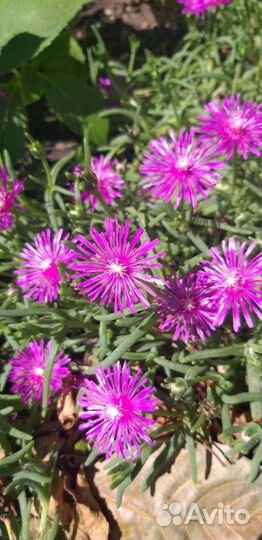 Делосперма