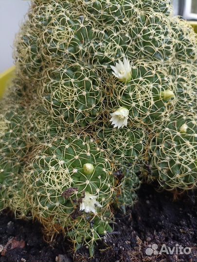 Детки цветущего кактуса 3-4 см