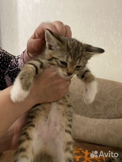 Оцикет котята