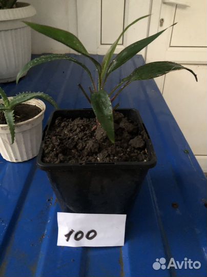 Комнатные цветы