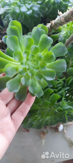 Суккуленты