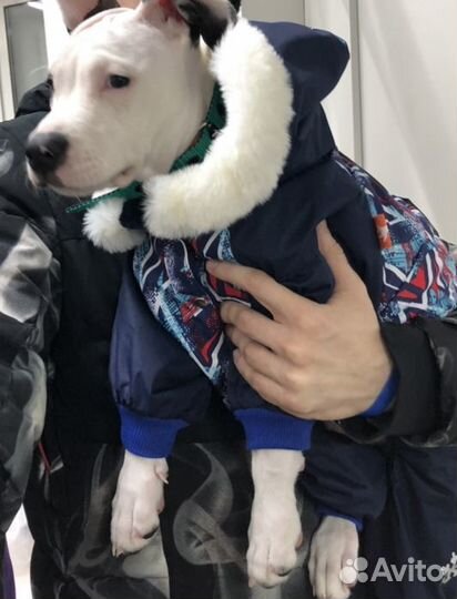 Утепленный комбинезон для собак