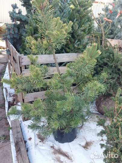 Pinus sylvestris Gold Coin 150-160см