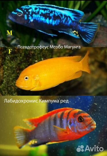Цихлиды Малави (новое) 50р