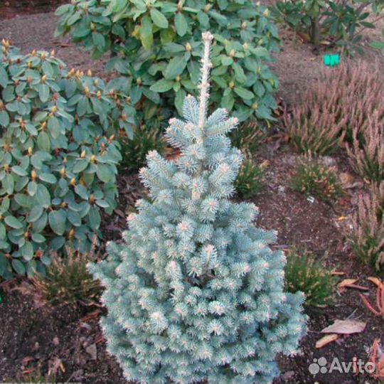 Пихта субальпийская Компакта