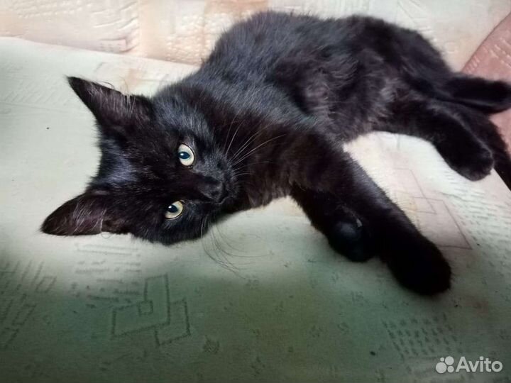 Кошка в дар