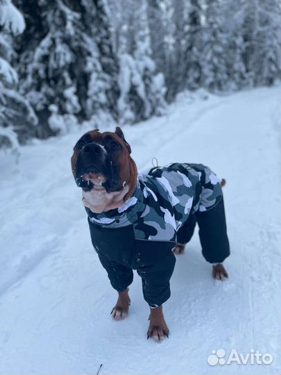 Комбинезоны для собак