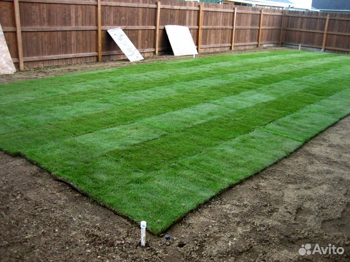 Газонная трава