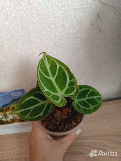 Комнатные растения