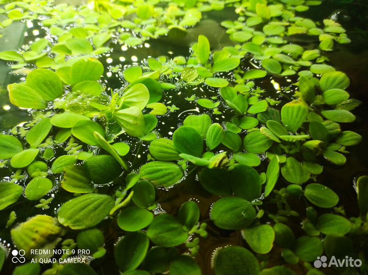 Пистия - водоросли губки