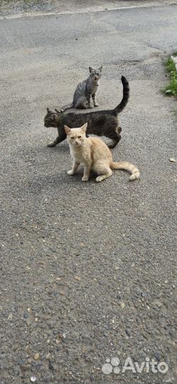 Отдам рыжего котика-подростка