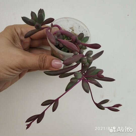 Оттона мясистая