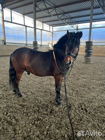 Аренда пони