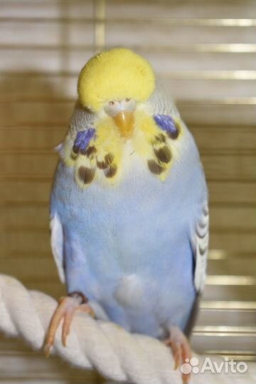 Выставочный волнистый попугай (ввп) Чех