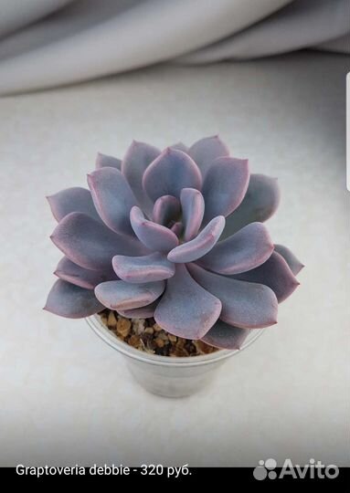 Суккуленты 4